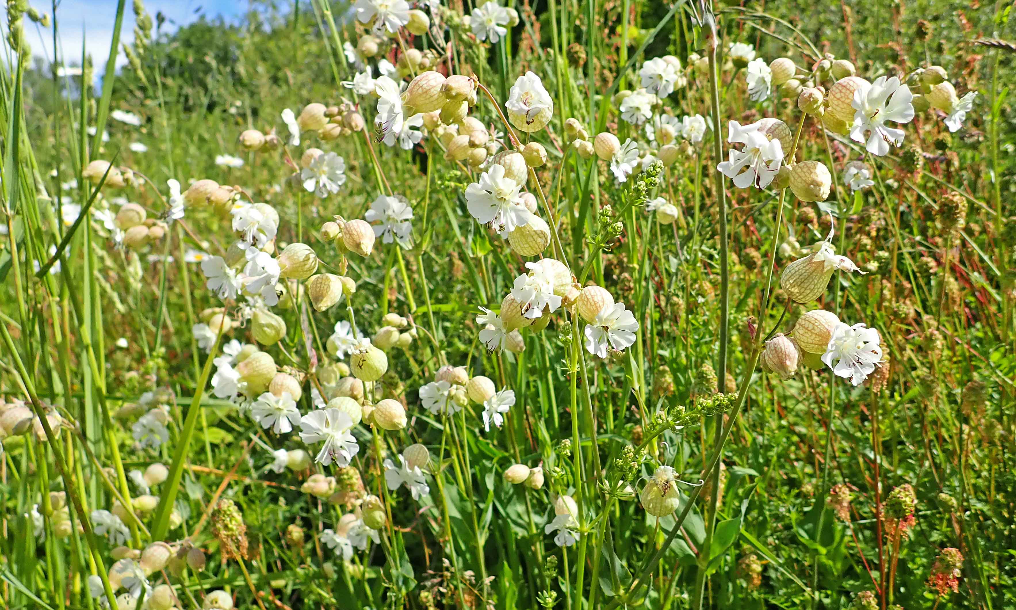 210609 bladder campion (1)