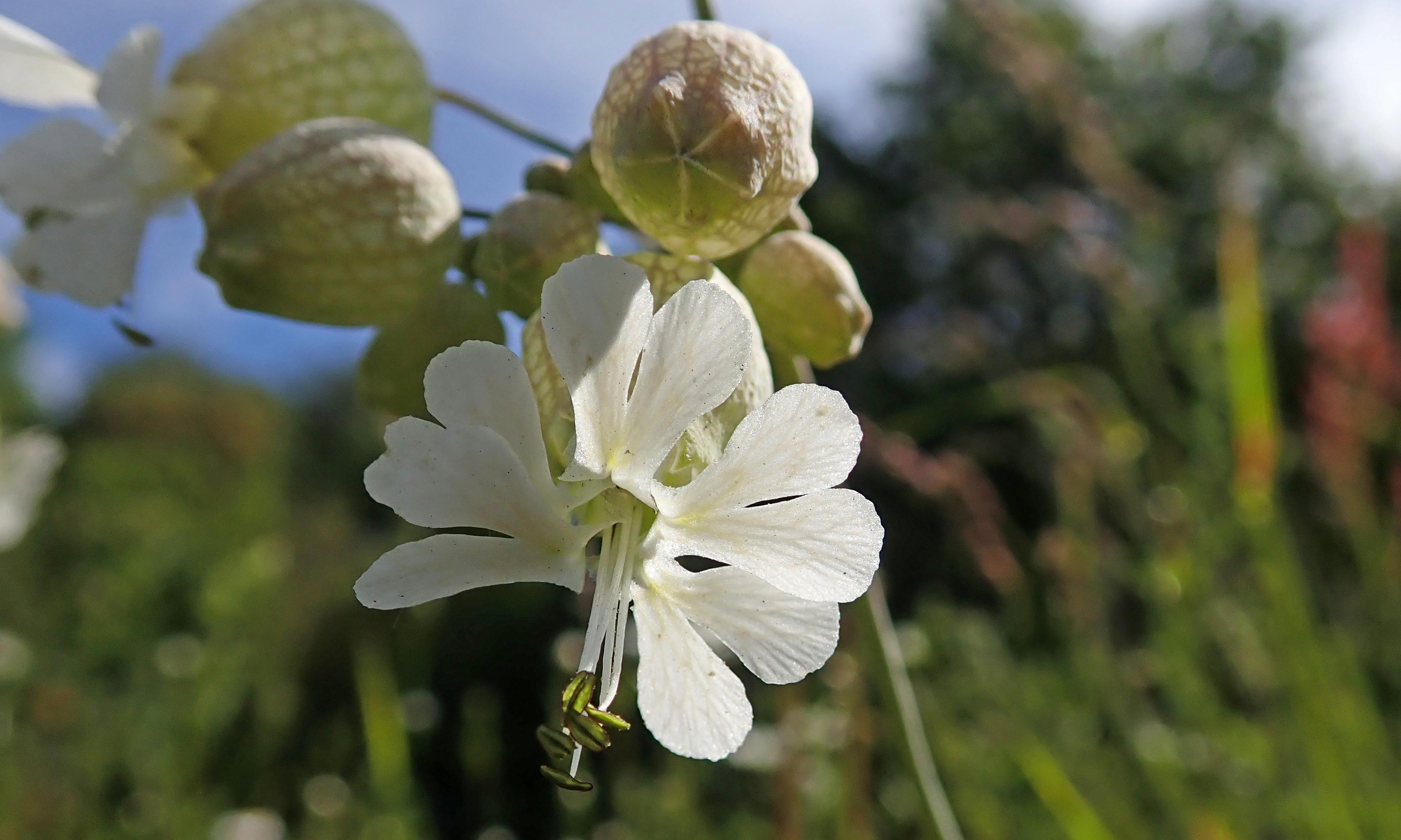 210609 bladder campion (2)