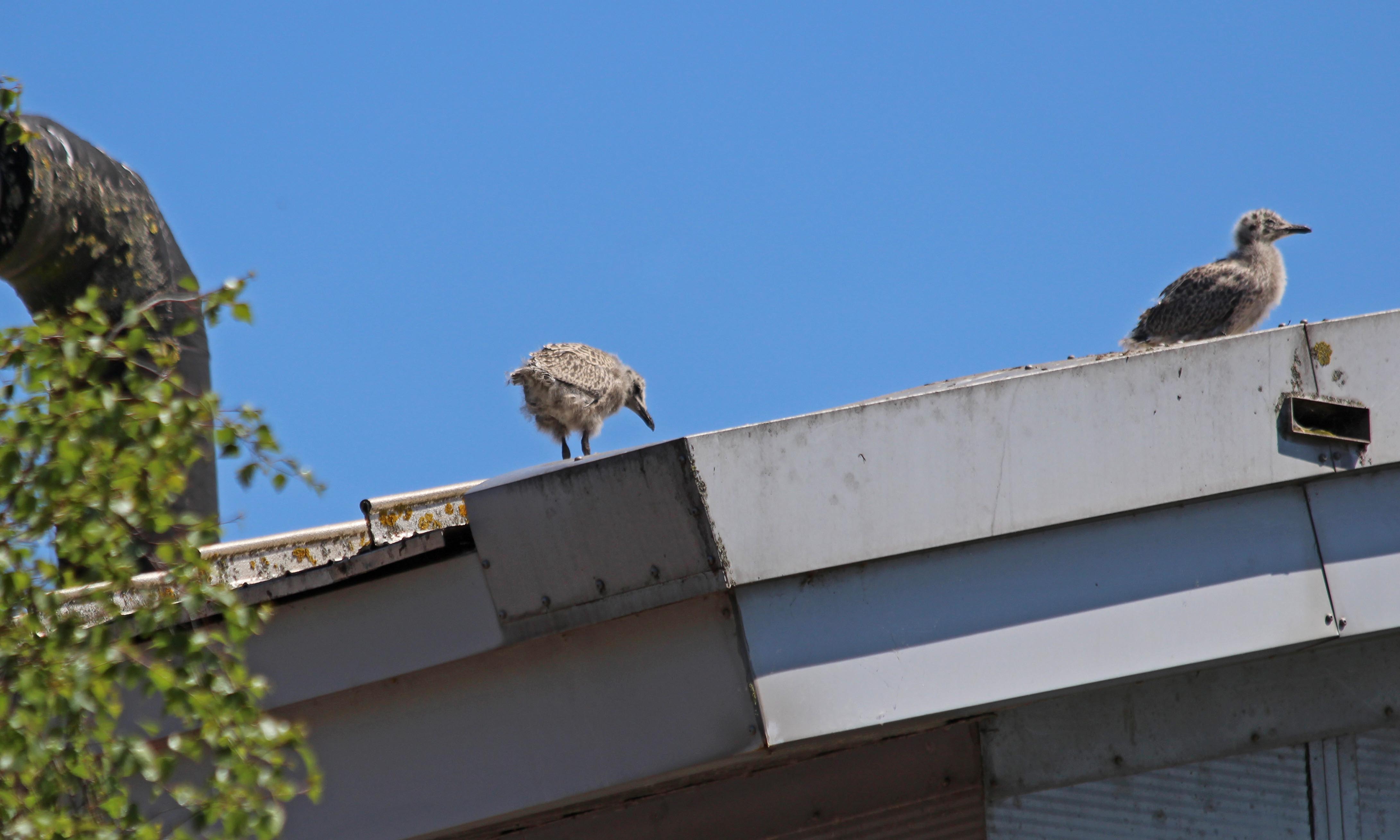 210615 urban gull chicks (3)