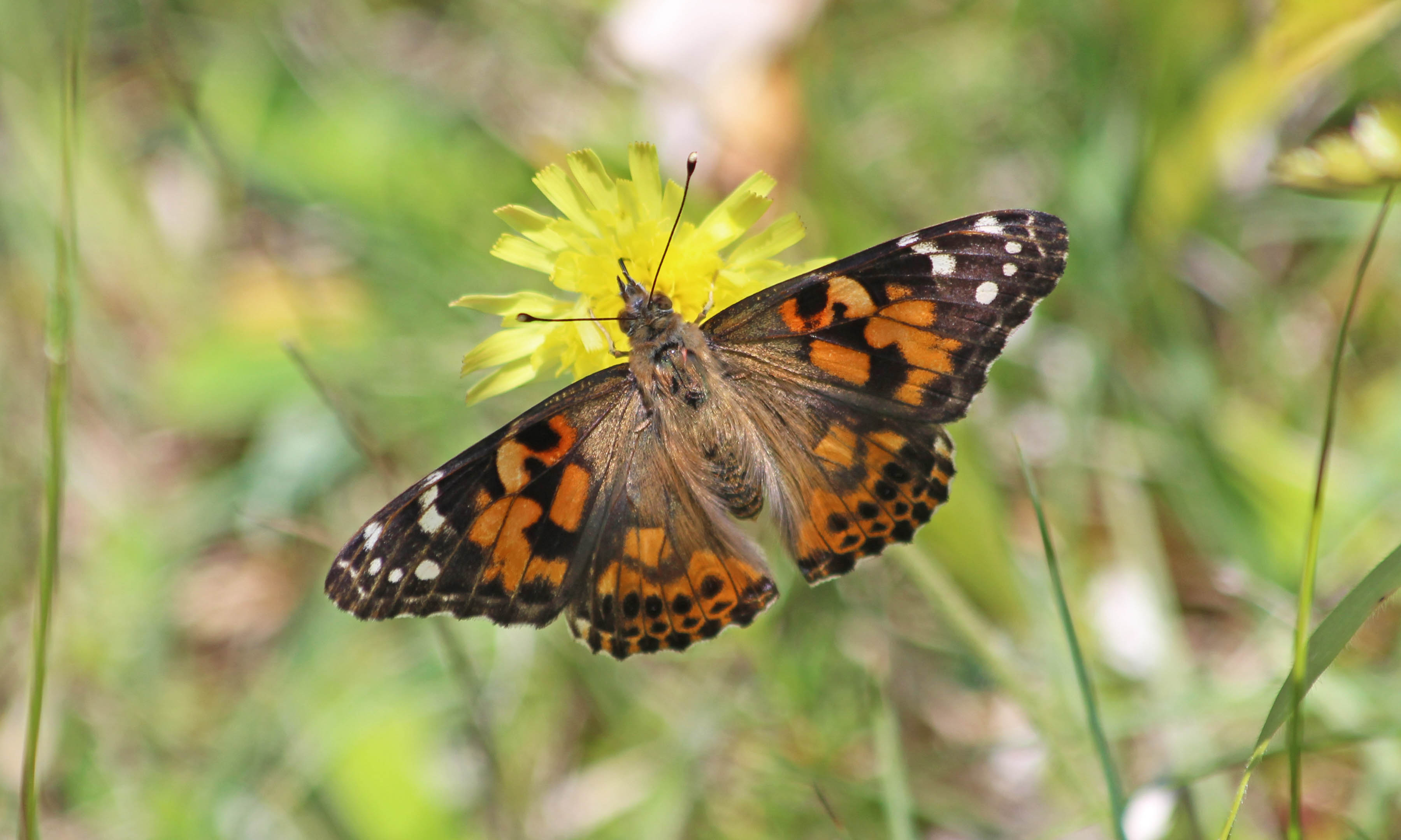 210617 painted lady (3)