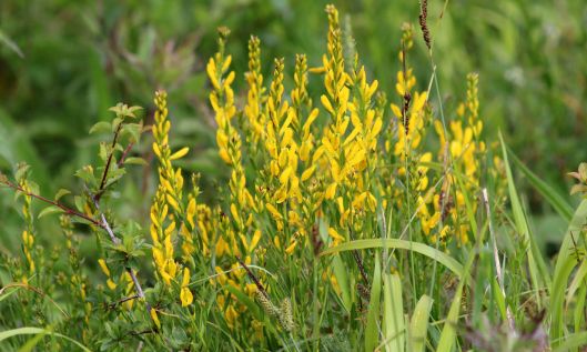 210619 dyers greenweed