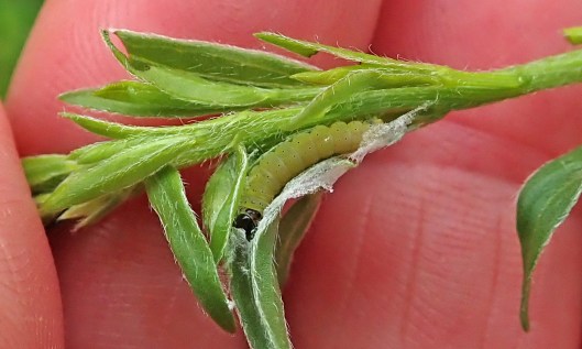 210619 Mirificarma lentiginosella (3)