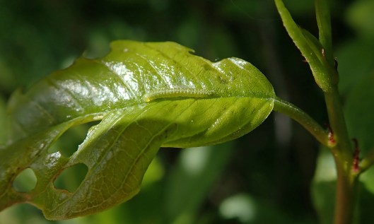 210621 brimstone larvae (3)