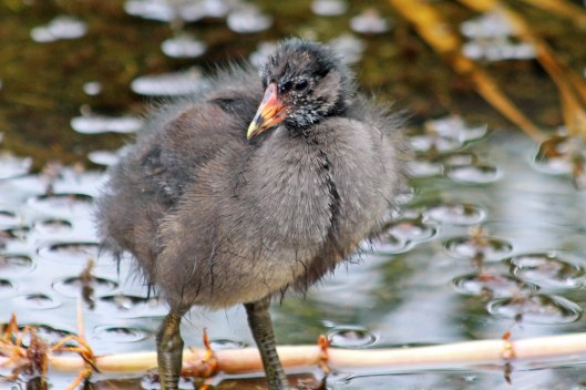 210622 moorhen (1)