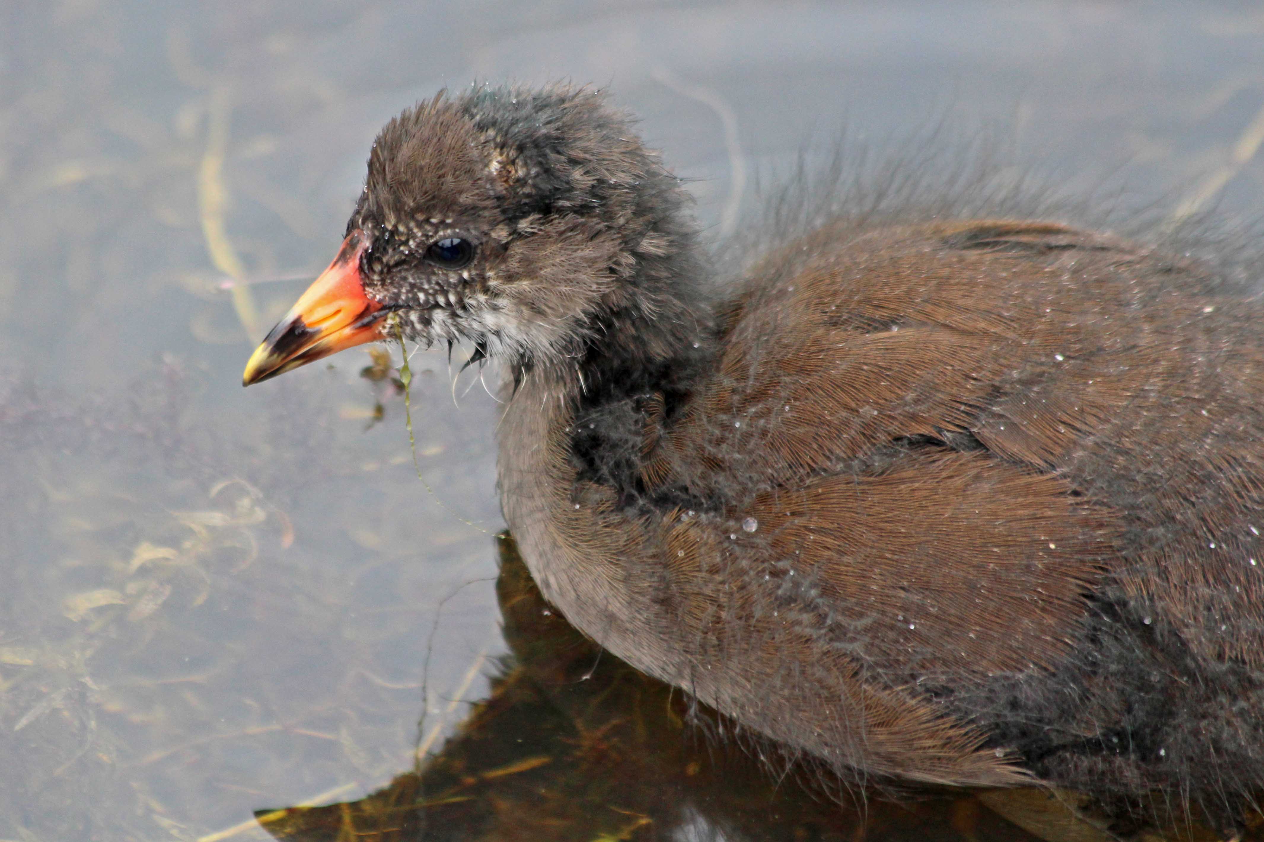 210622 moorhen (2)