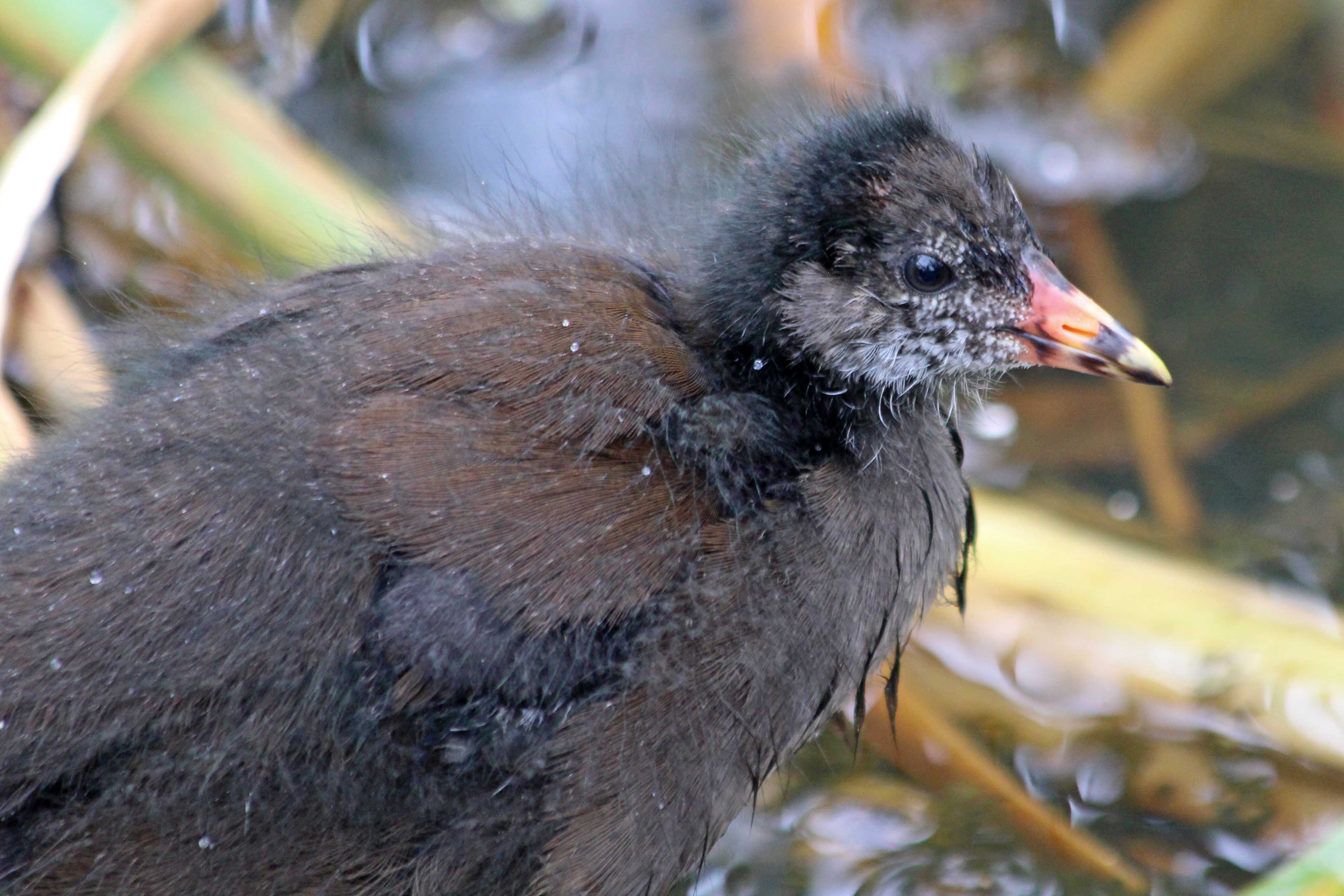 210622 moorhen (3)