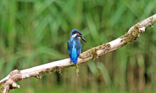 210628 kingfisher (1)