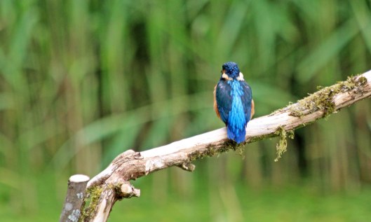 210628 kingfisher (2)