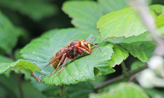 210629 european hornet (2)