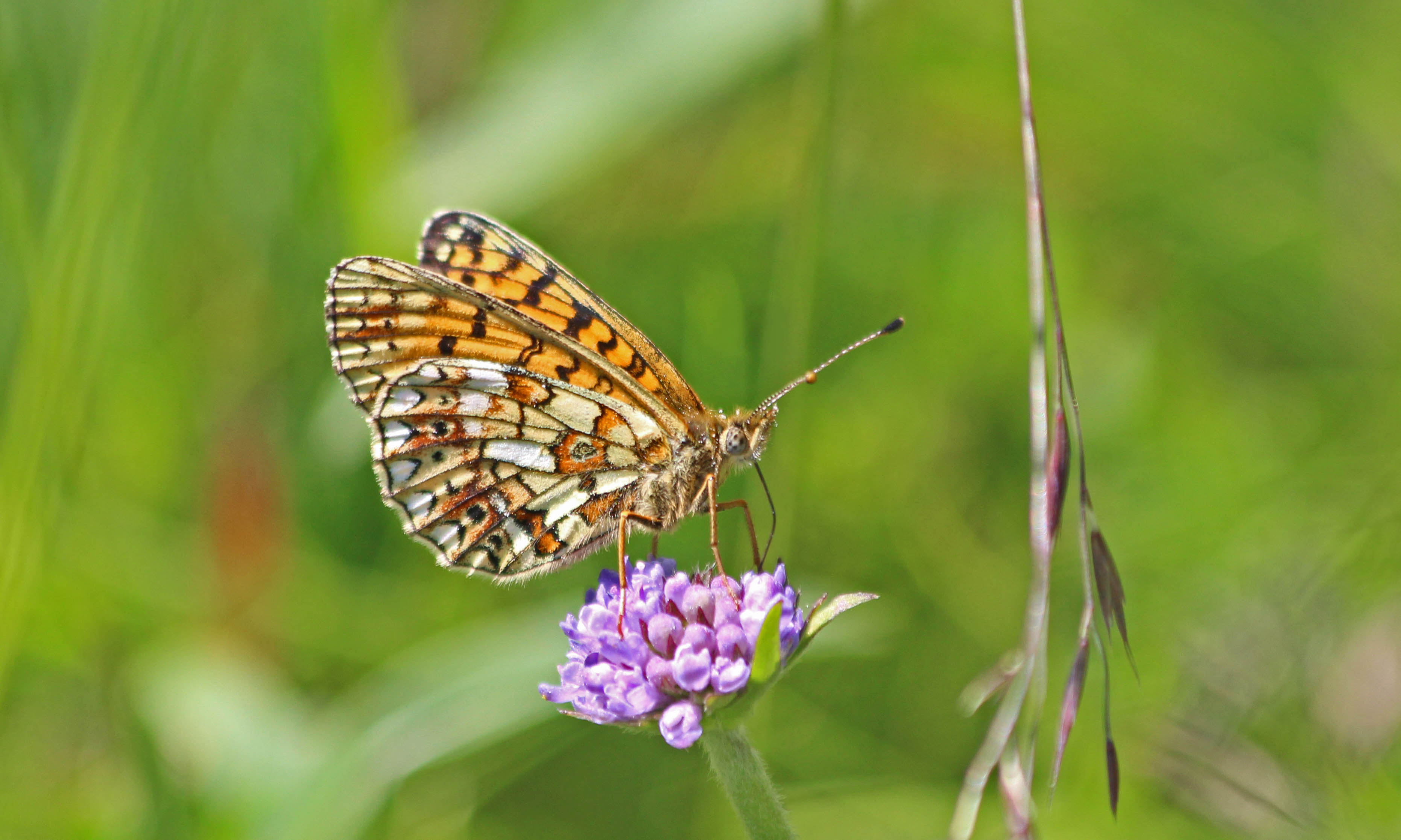 210630 small pearl-bordered fritillary (1)
