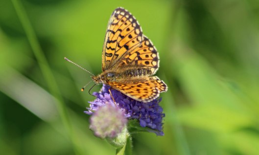 210630 small pearl-bordered fritillary (2)