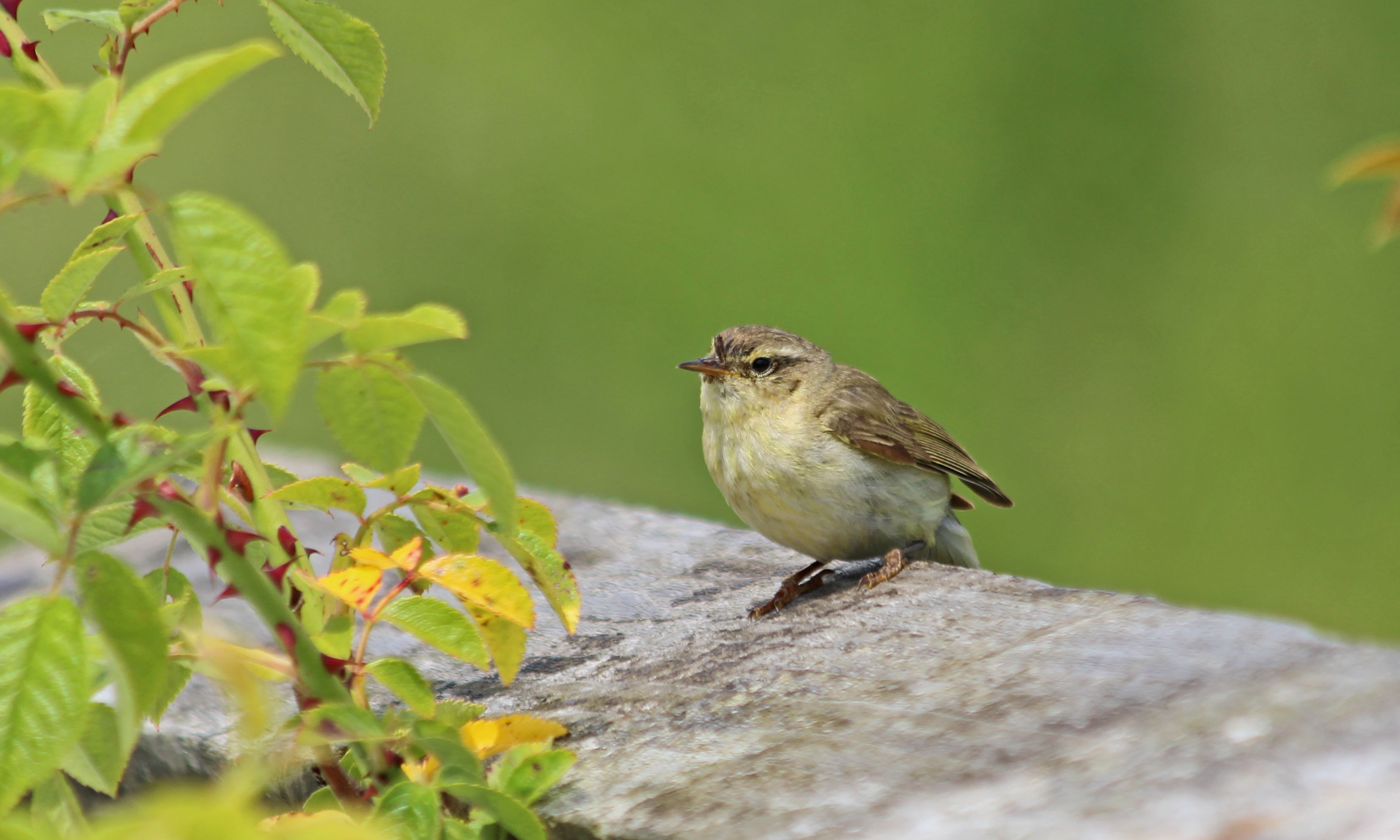210701 chiffchaff (1)