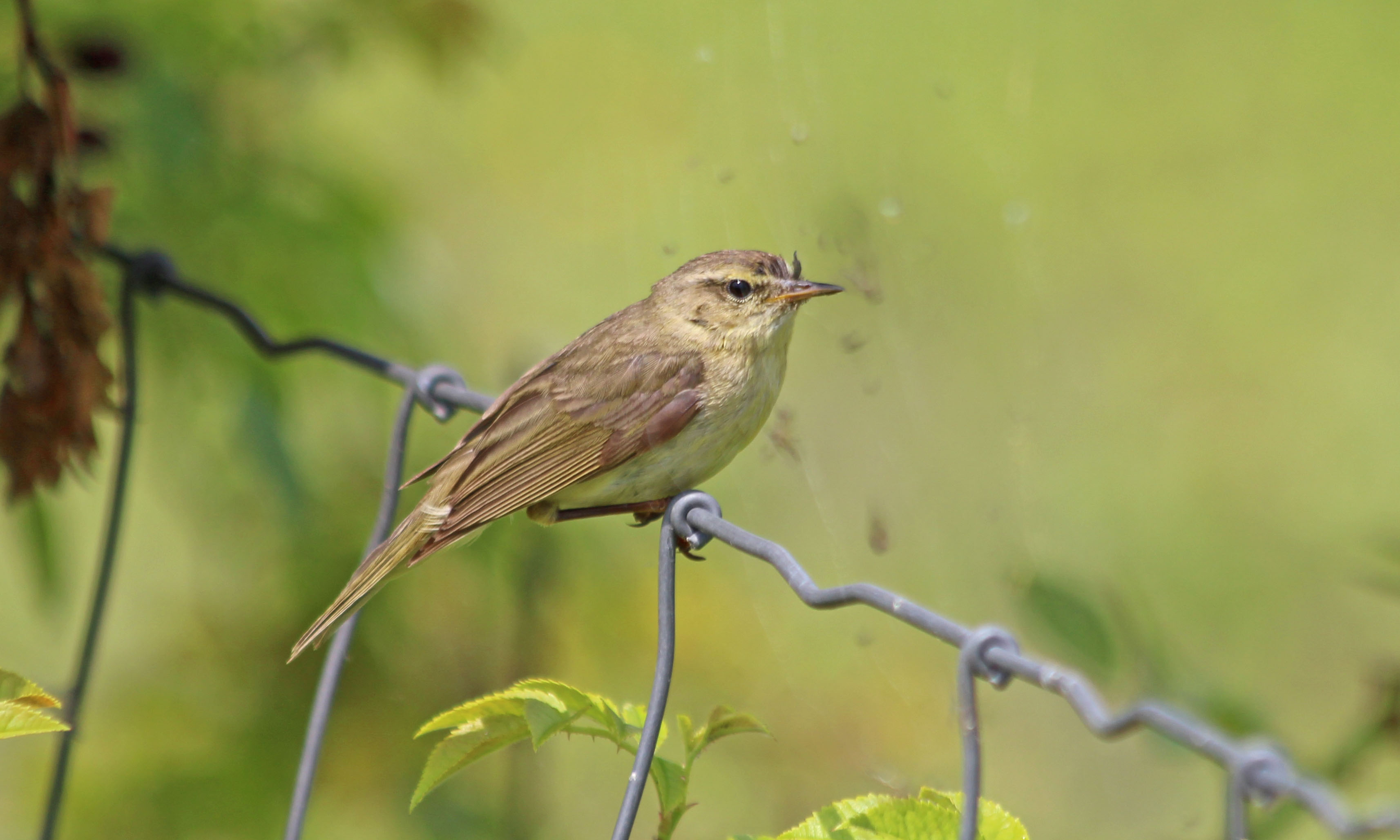210701 chiffchaff (3)