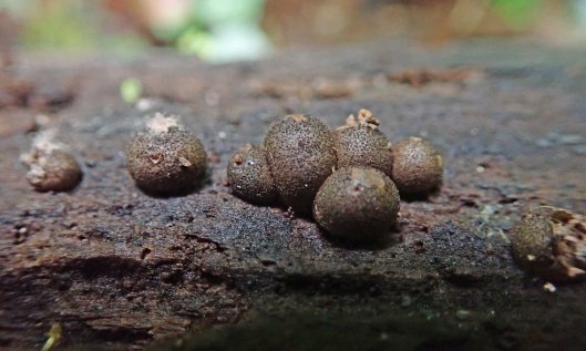 210702 Lycogala terrestre (1)