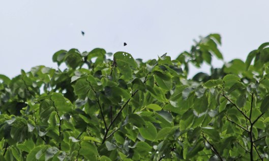 210709 white-letter hairstreak (1)