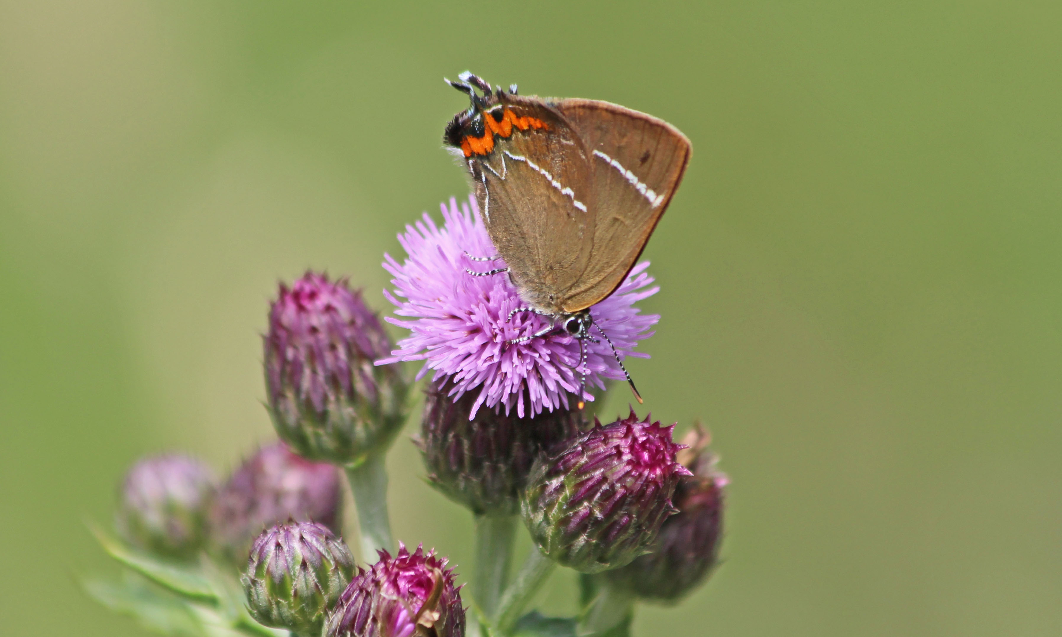 210709 white-letter hairstreak (2)