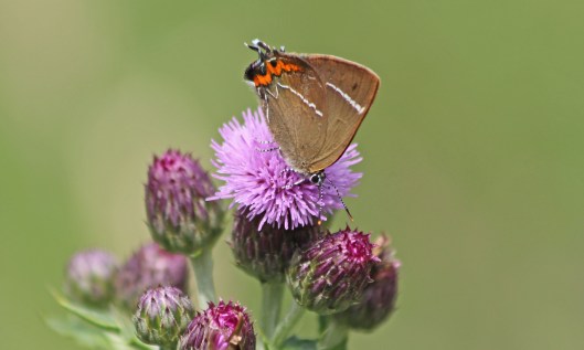 210709 white-letter hairstreak (2)