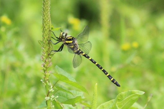 210710 golden-ringed dragonfly