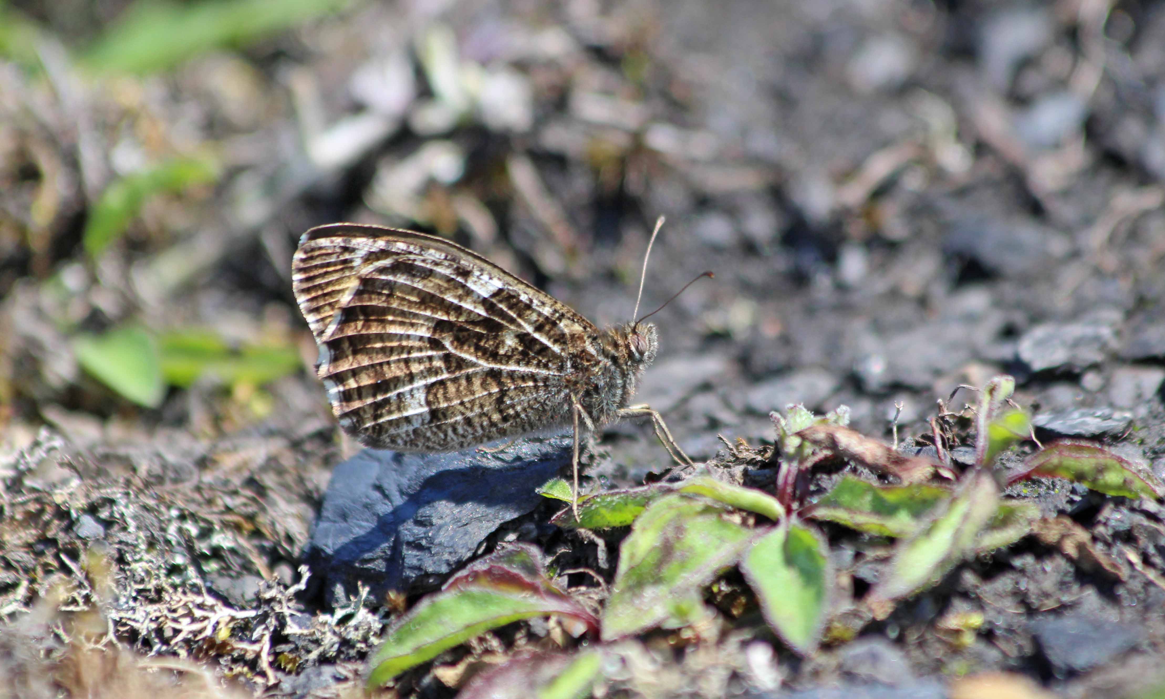 210715 grayling (3)