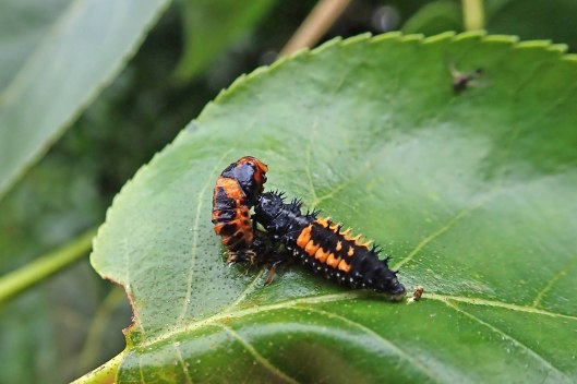 210715 ladybirds