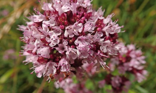 210718 wild marjoram (1)