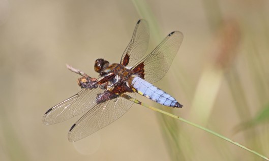 210720 broad-bodied chaser