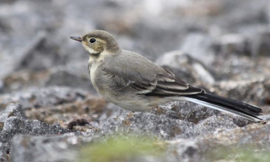 210721 pied wagtail fledgling (1)