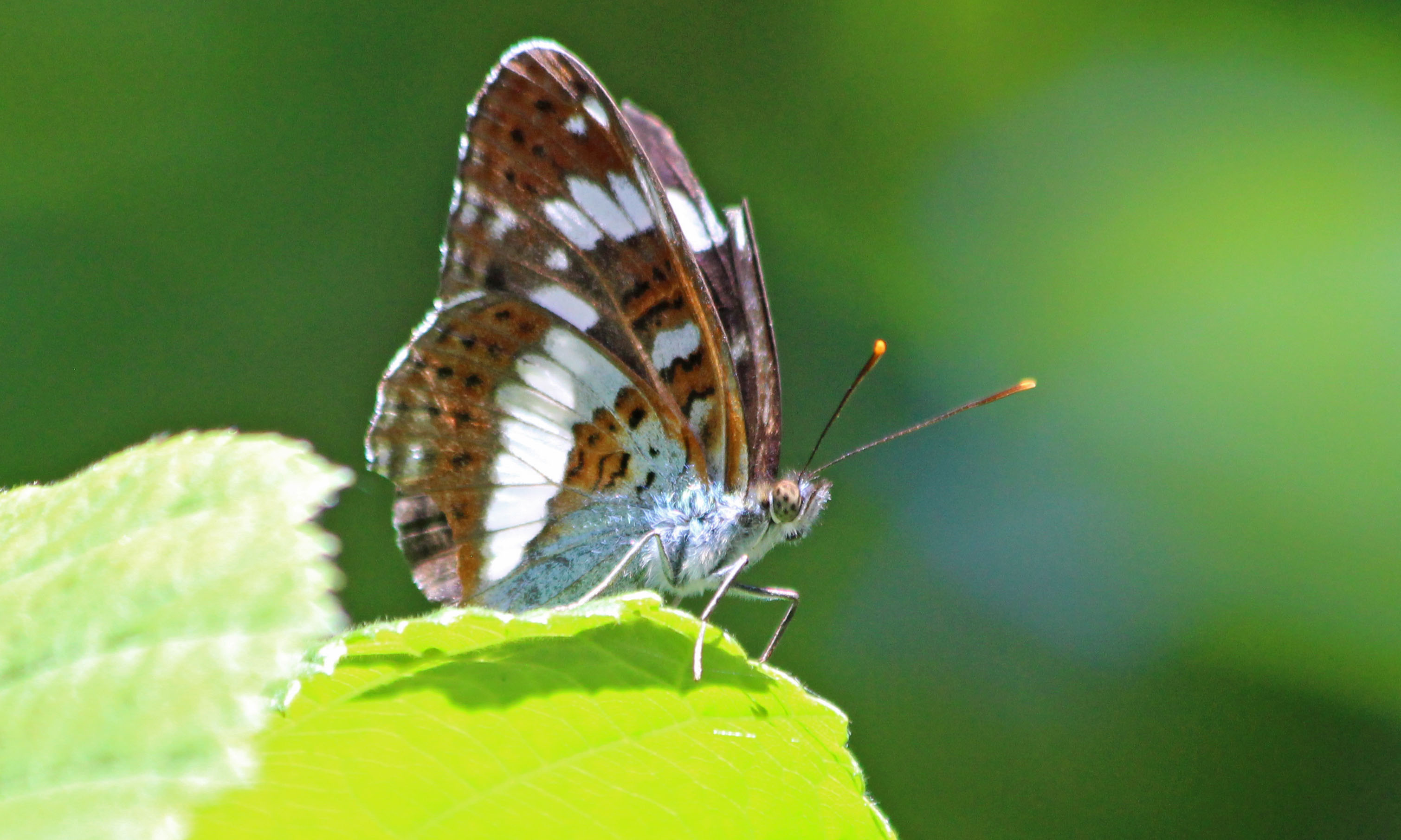 210723 white admiral (2)