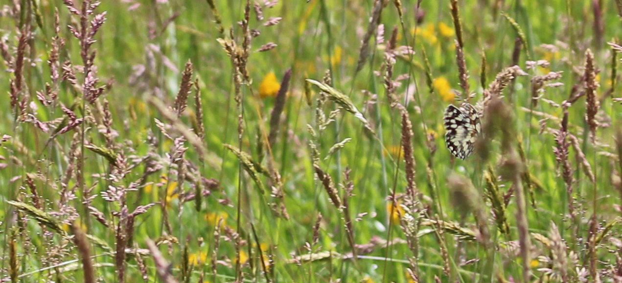 210724 marbled white (1)