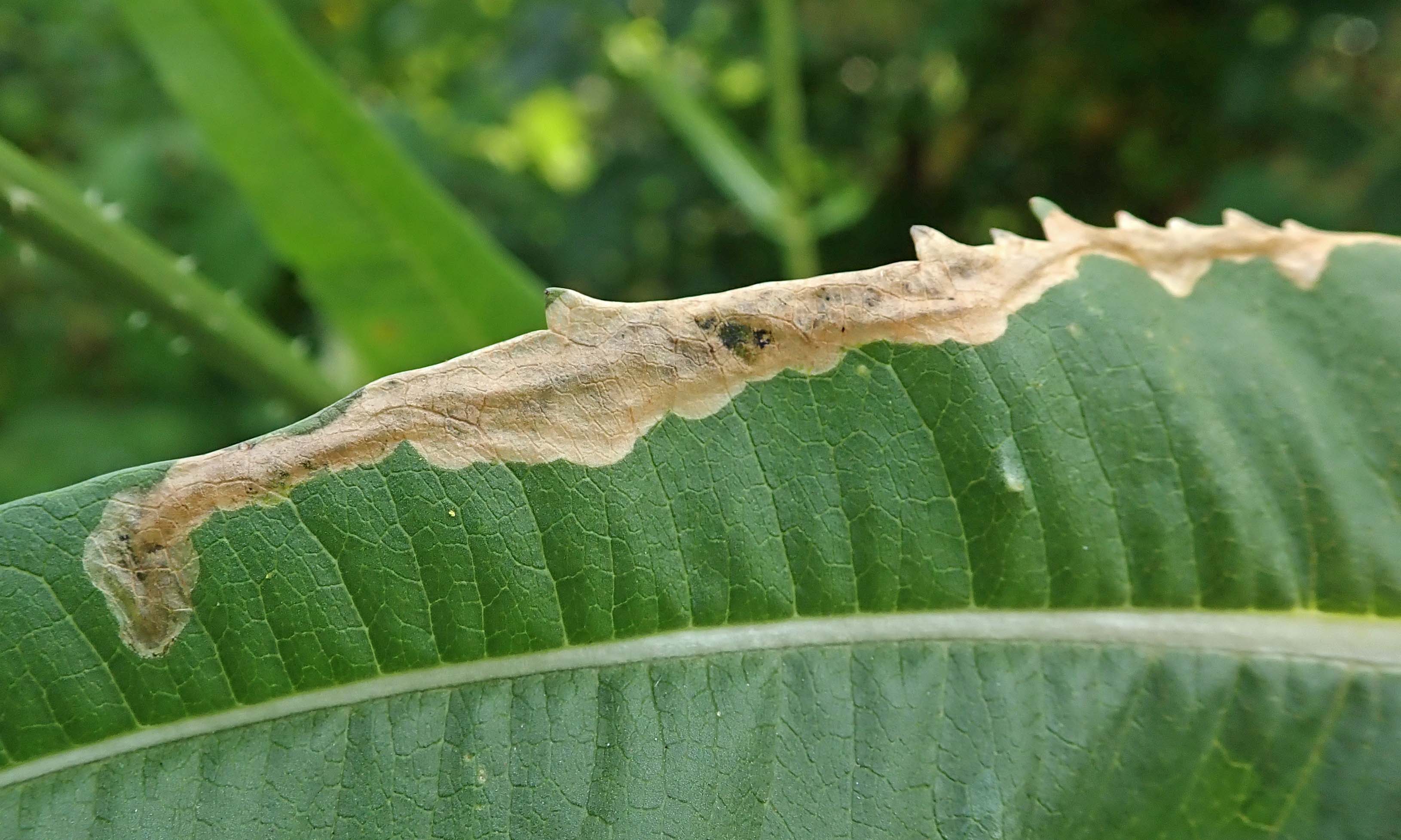 210726 Agromyza dipsaci (3)