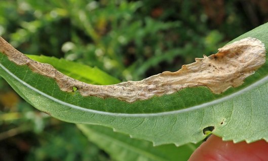 210726 Agromyza dipsaci (4)