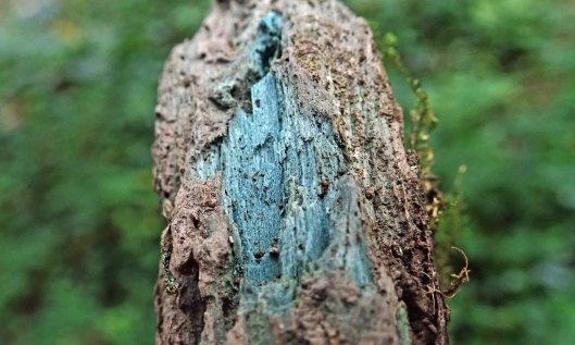 210730 green elfcup (1)