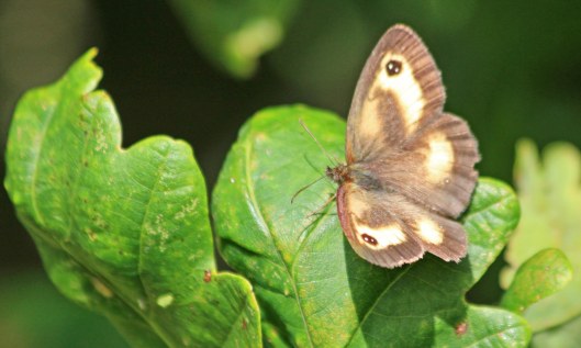 210731 gatekeeper (1)