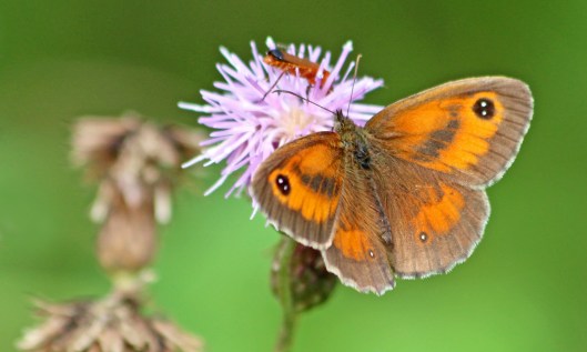 210731 gatekeeper (2)