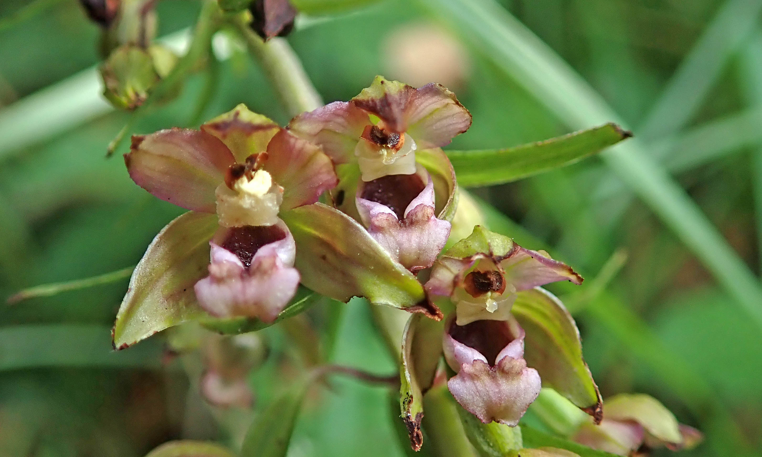 210801 broad-leaved helleborine (3)
