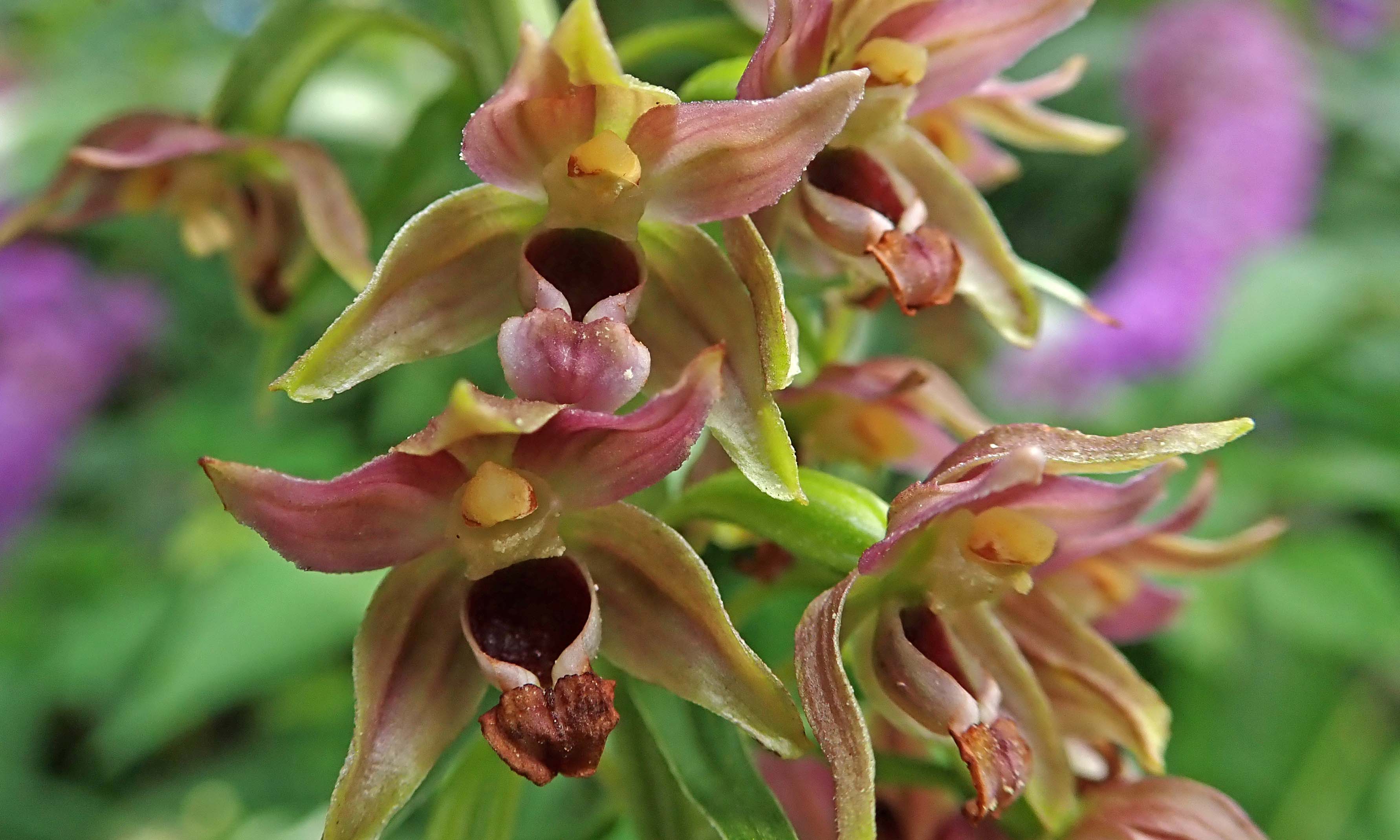 210801 broad-leaved helleborine (4)
