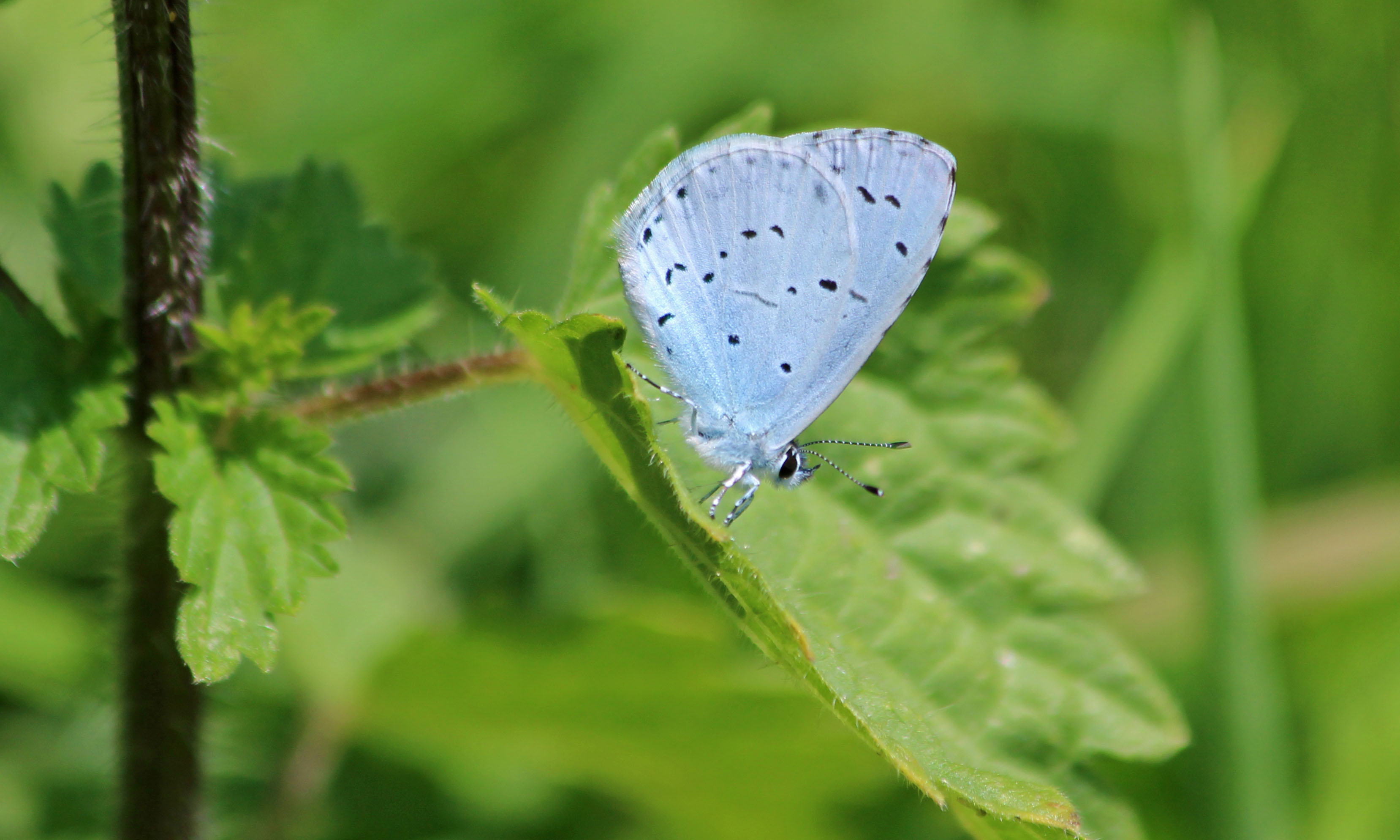 210804 holly blue