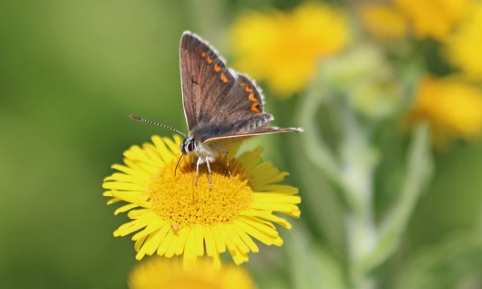 210807 brown argus (1)