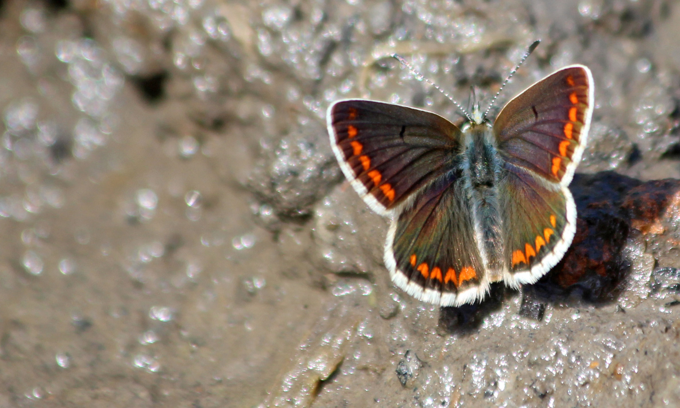 210807 brown argus (3)