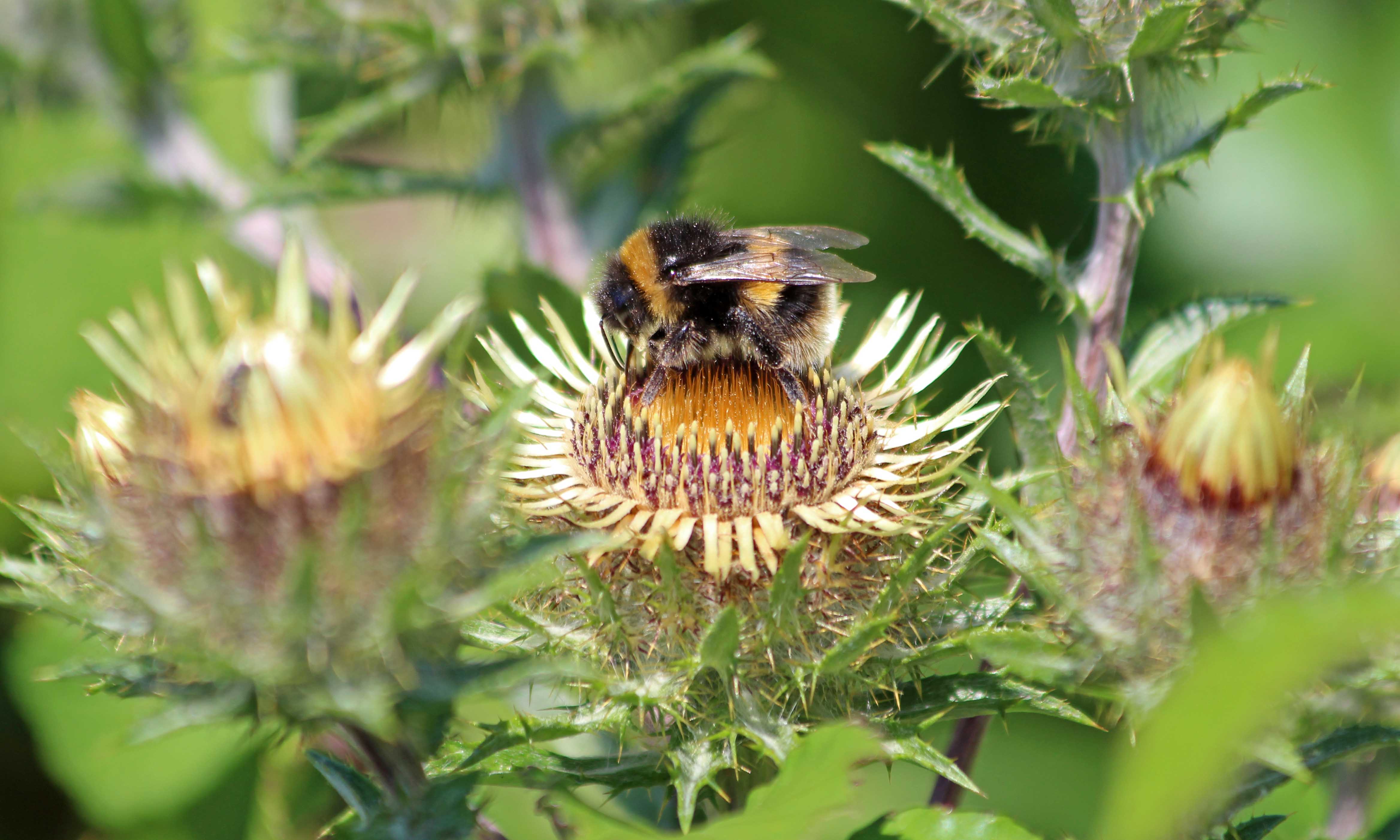 210808 bumble and carline thistle (1)