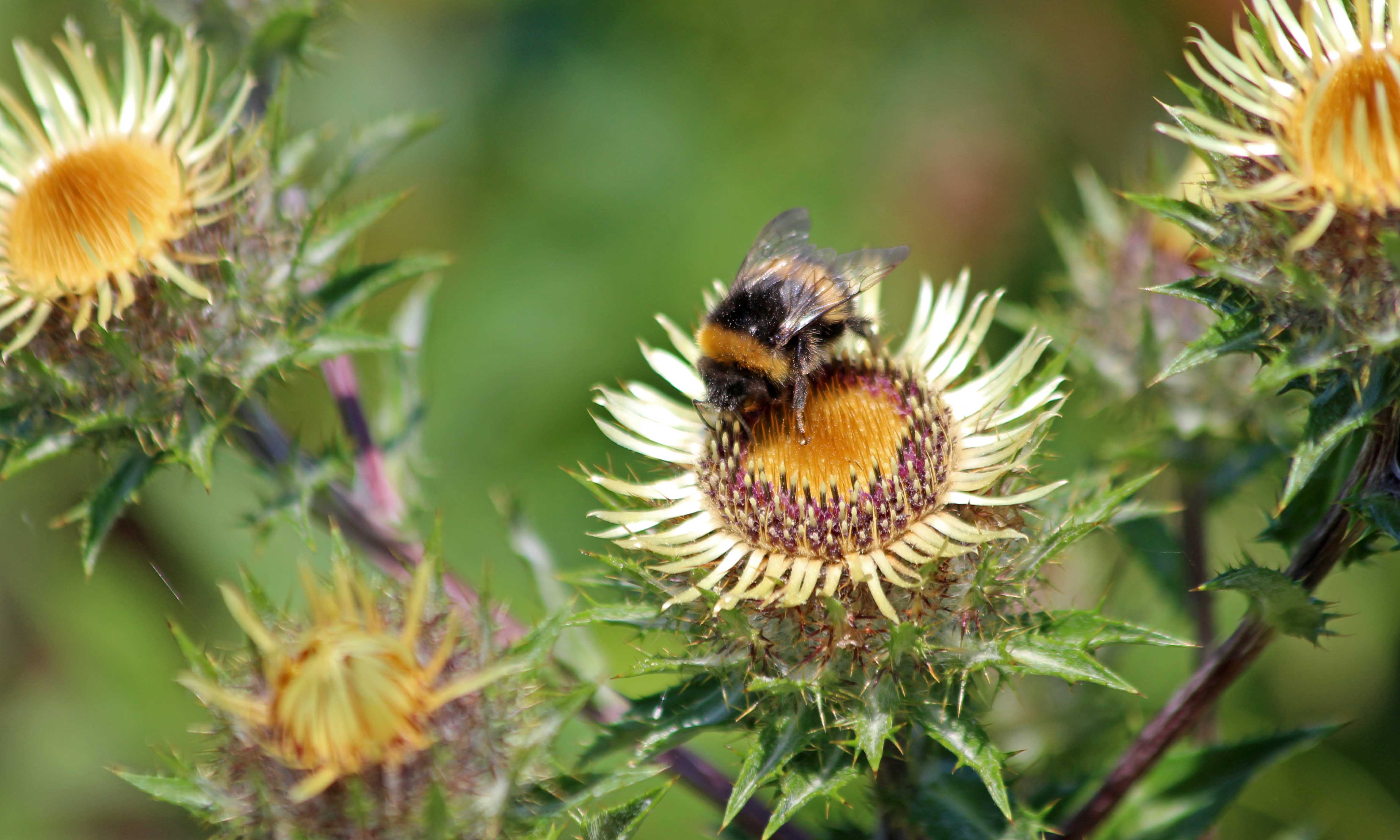 210808 bumble and carline thistle (2)