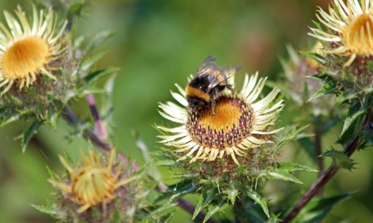 210808 bumble and carline thistle (2)