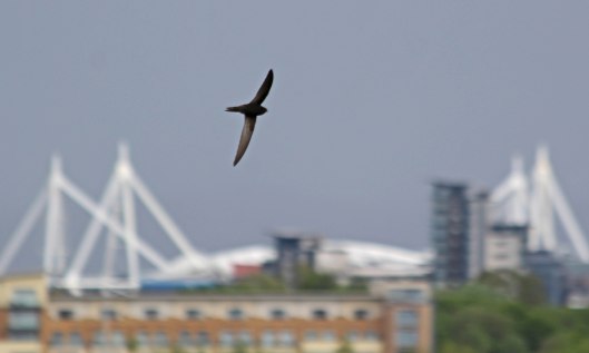 210813 swifts (1)