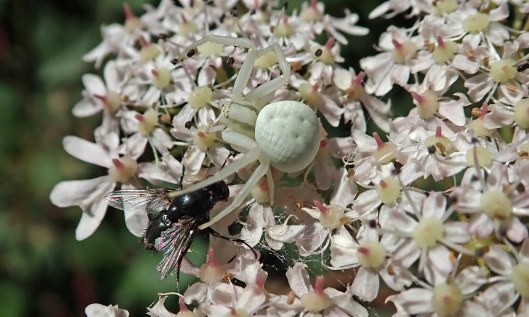 210814 spider and fly (1)
