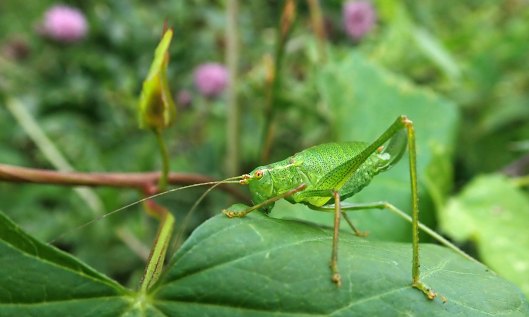 210816 speckled bush-cricket