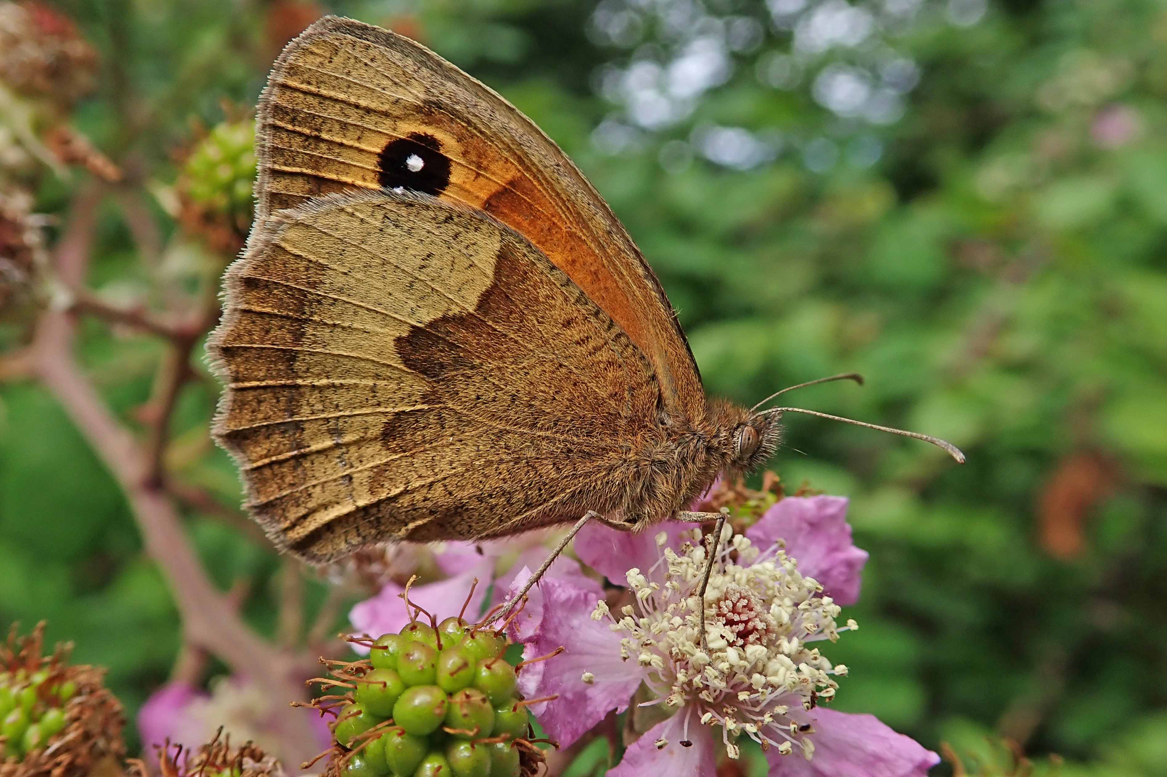 210817 meadow brown