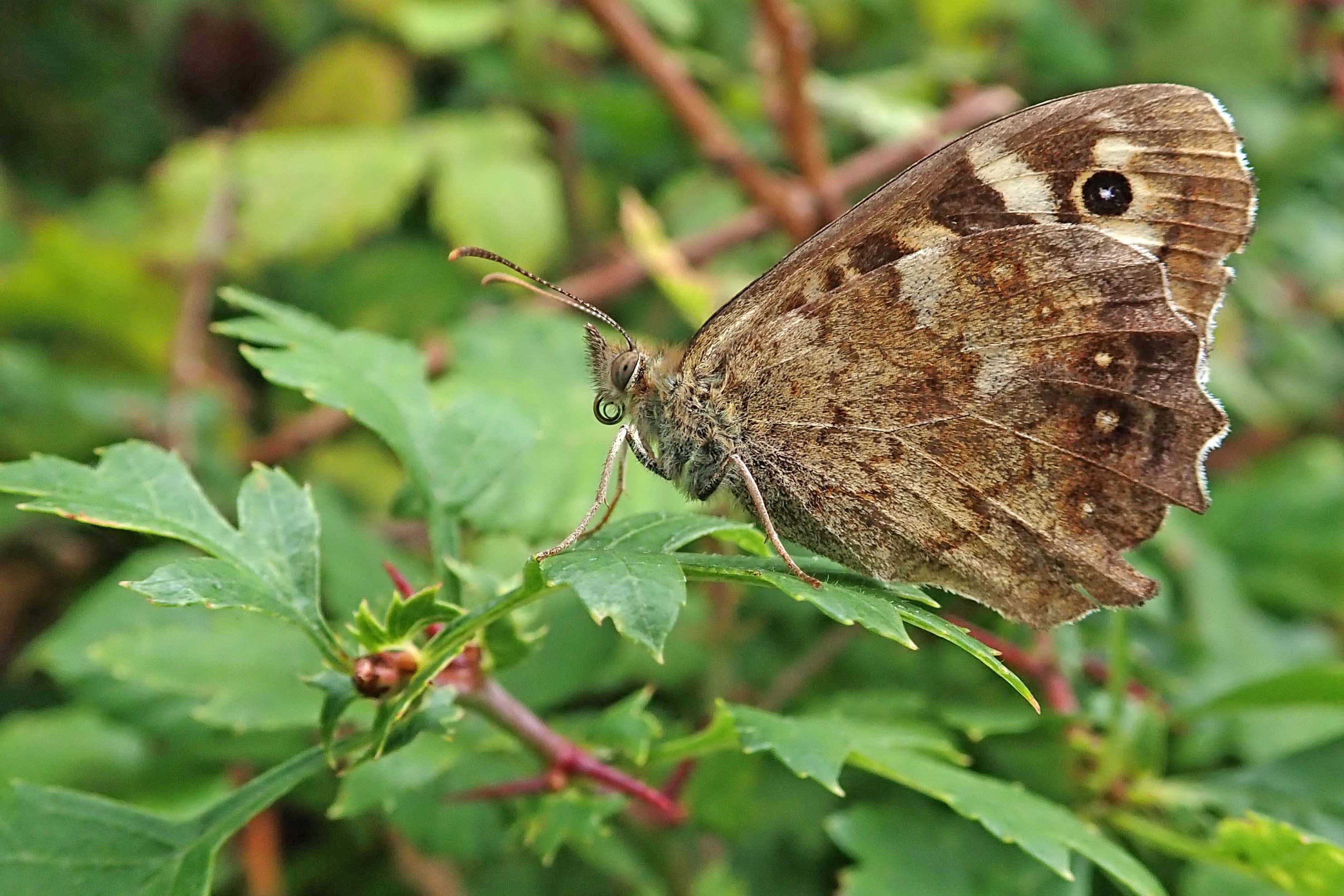 210817 speckled wood