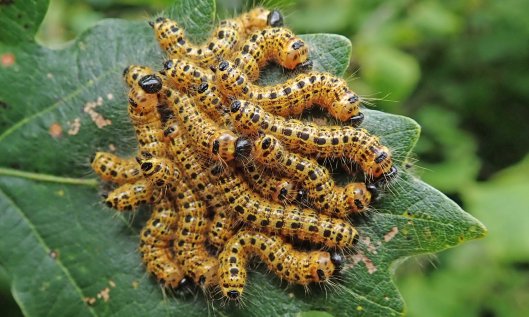 210818 buff tip moth larvae (2)