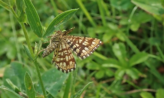 210821 latticed heath (2)