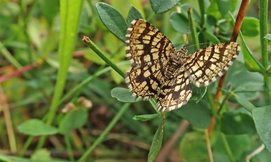 210821 latticed heath (3)